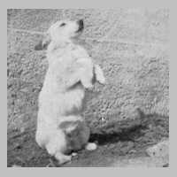 082-0027 Lore, der Hofhund der Familie Fritz Stoermer.jpg